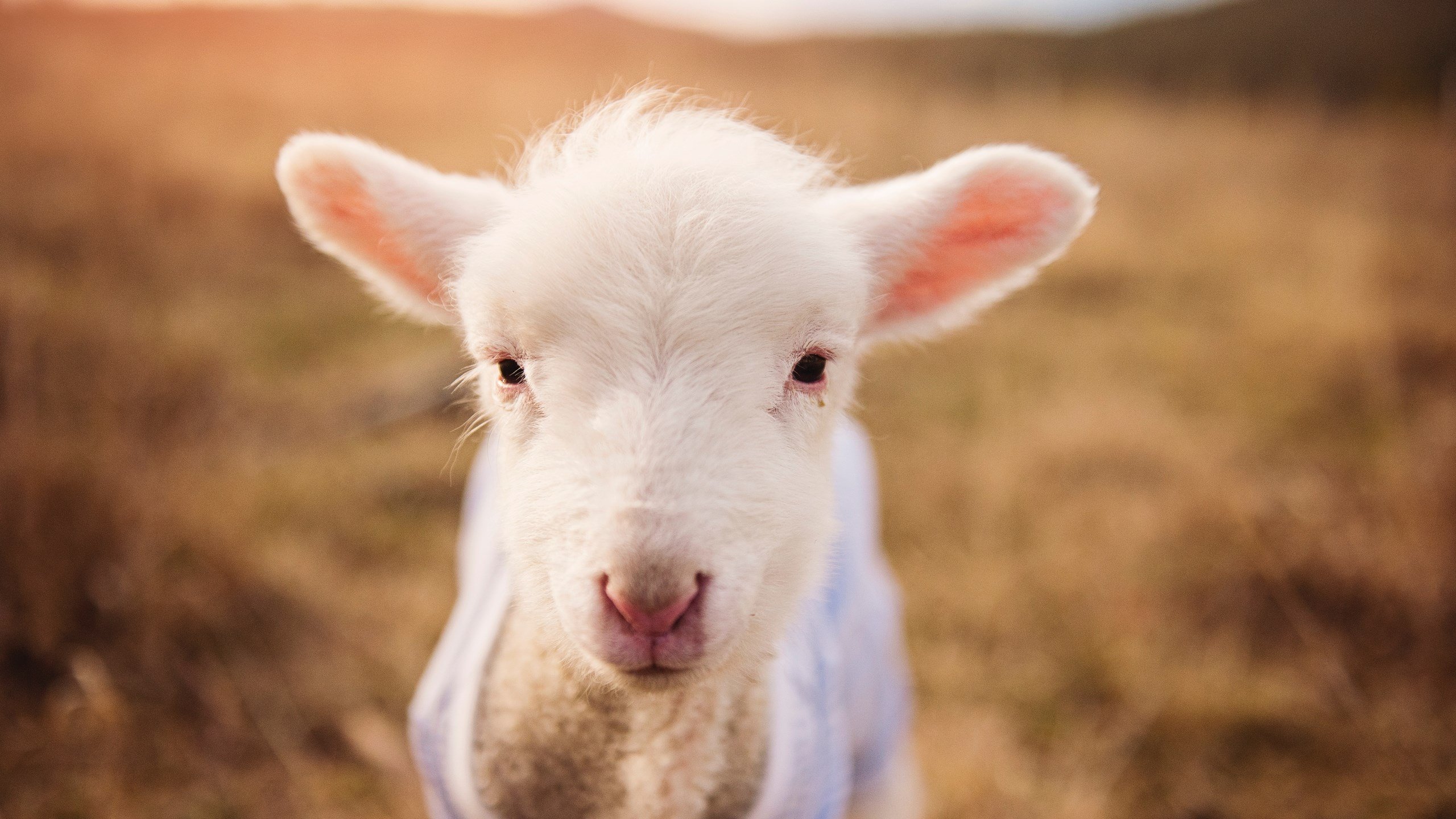 详细阅读:开云体育APP下载-_三球合作:团队协作新体验_,三球什么球队 开云体育APP下载-_三球合作:团队协作新体验_,三球什么球队