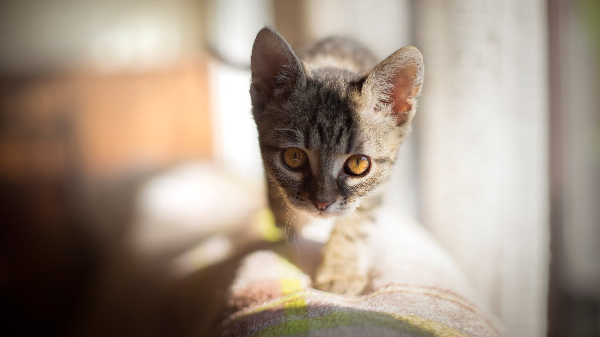 详细阅读:KAIYUN 中国大陆-_创新训练法:科技+传统,助力运动员突破极限_,创新体能训练 KAIYUN 中国大陆-_创新训练法:科技+传统,助力运动员突破极限_,创新体能训练