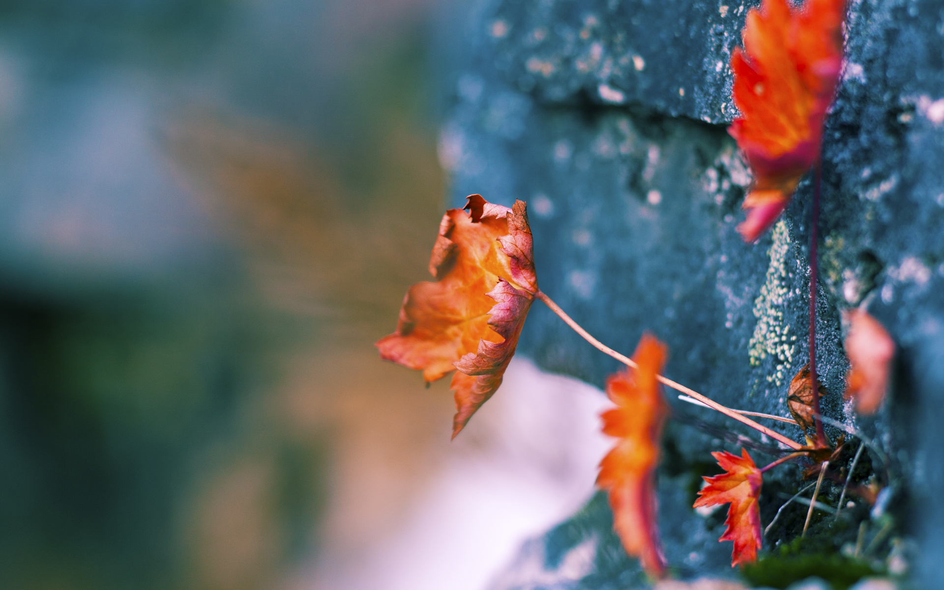 开云官网APP下载-_篮网团队配合天衣无缝,稳占联盟龙头位置_,篮网阵容强大