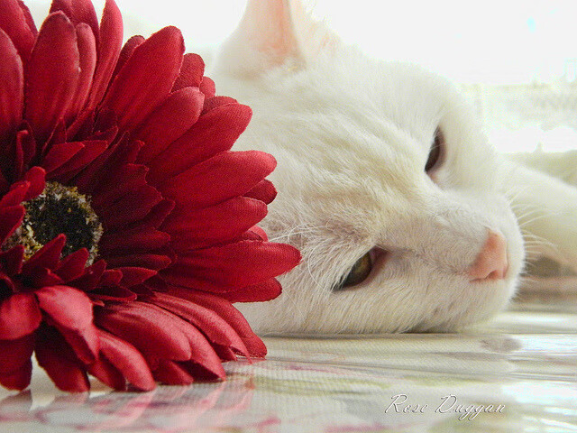 详细阅读:KAIYUNAPP-“意甲赛事:攻防转换精彩纷呈”,意甲进攻型球队 KAIYUNAPP-“意甲赛事:攻防转换精彩纷呈”,意甲进攻型球队