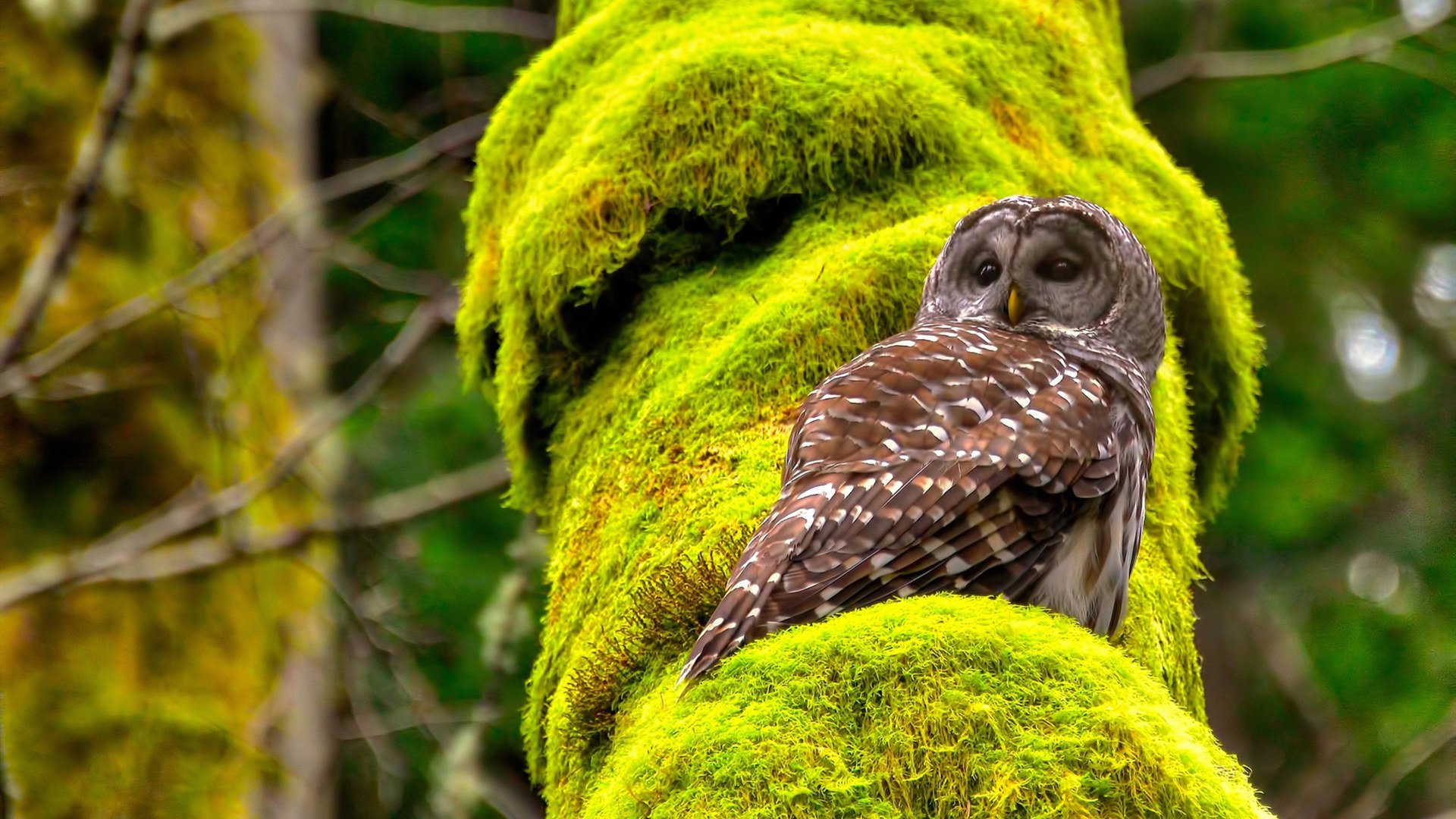 开云网页版-“逆境之光:最惊心动魄的翻盘战役回顾”,片名_逆境