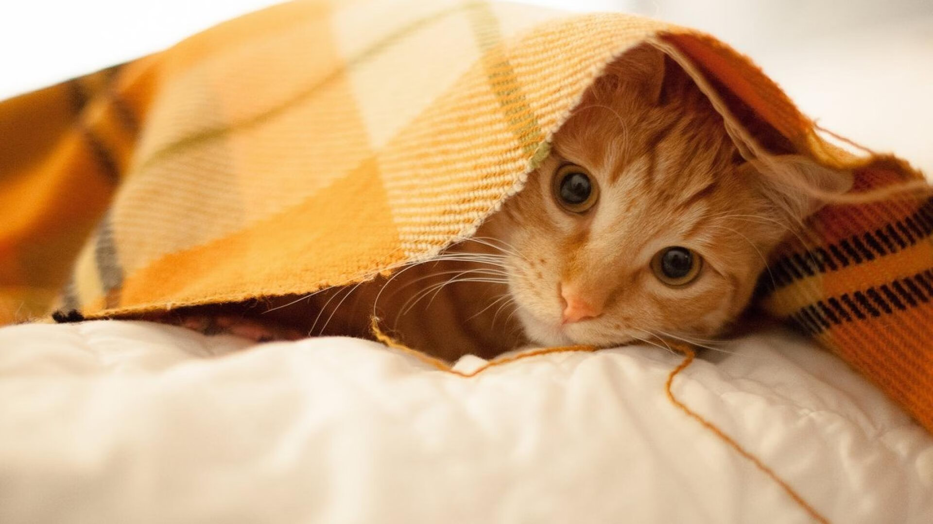 详细阅读:kaiyun体育综合-世界马术赛场风云变幻,亚洲骑手异军突起,亚洲马术冠军 kaiyun体育综合-世界马术赛场风云变幻,亚洲骑手异军突起,亚洲马术冠军