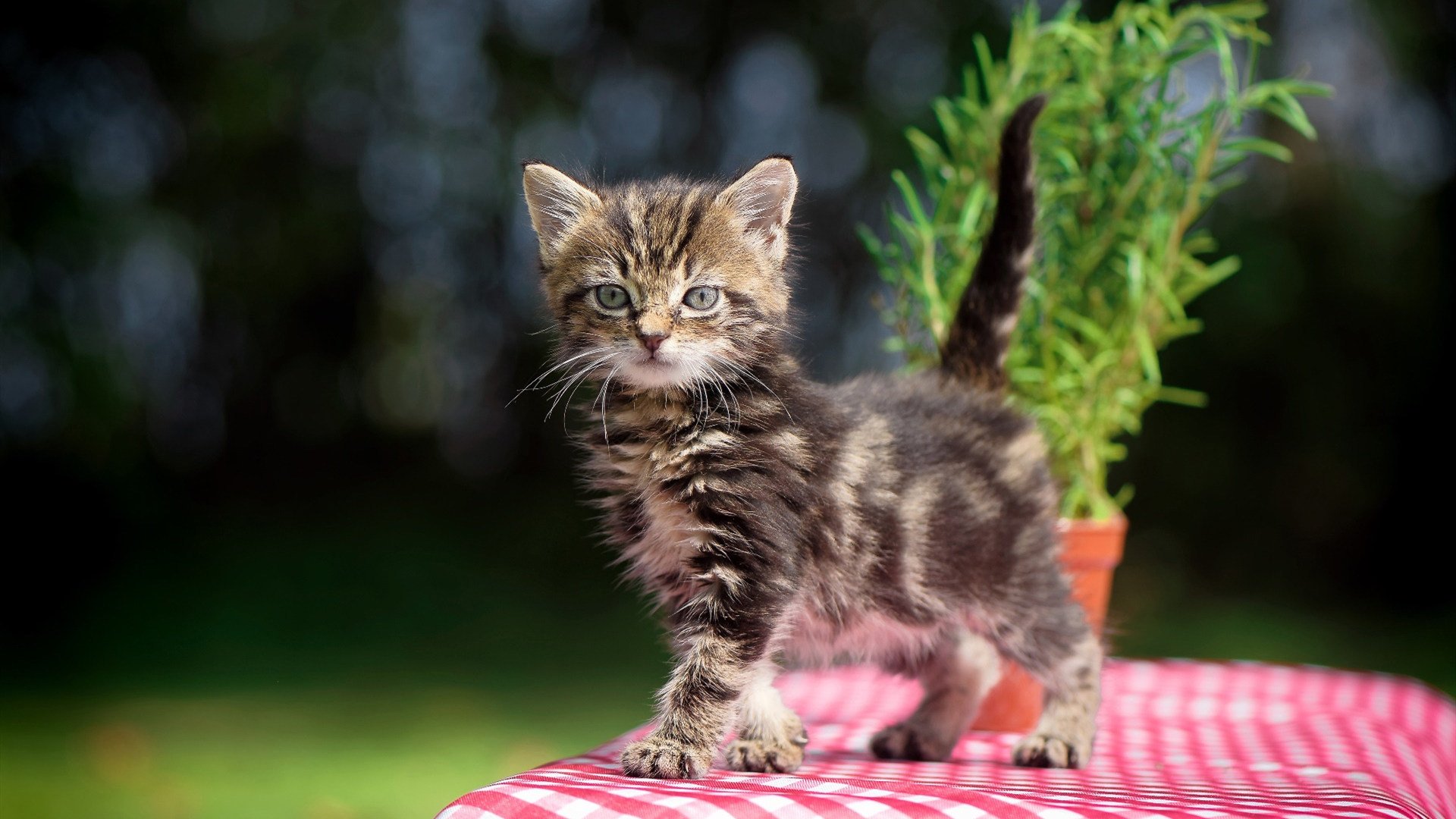 详细阅读:Kaiyun APP-女子足球亚洲杯预选赛中国队晋级,女子足球亚洲杯预选赛中国队晋级名单 Kaiyun APP-女子足球亚洲杯预选赛中国队晋级,女子足球亚洲杯预选赛中国队晋级名单