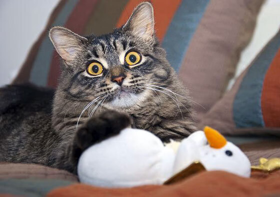 开云官网APP下载-运动员退役转型路径多样化，行业发展新气象，退役运动员转型与发展的法律相关问题进行论述