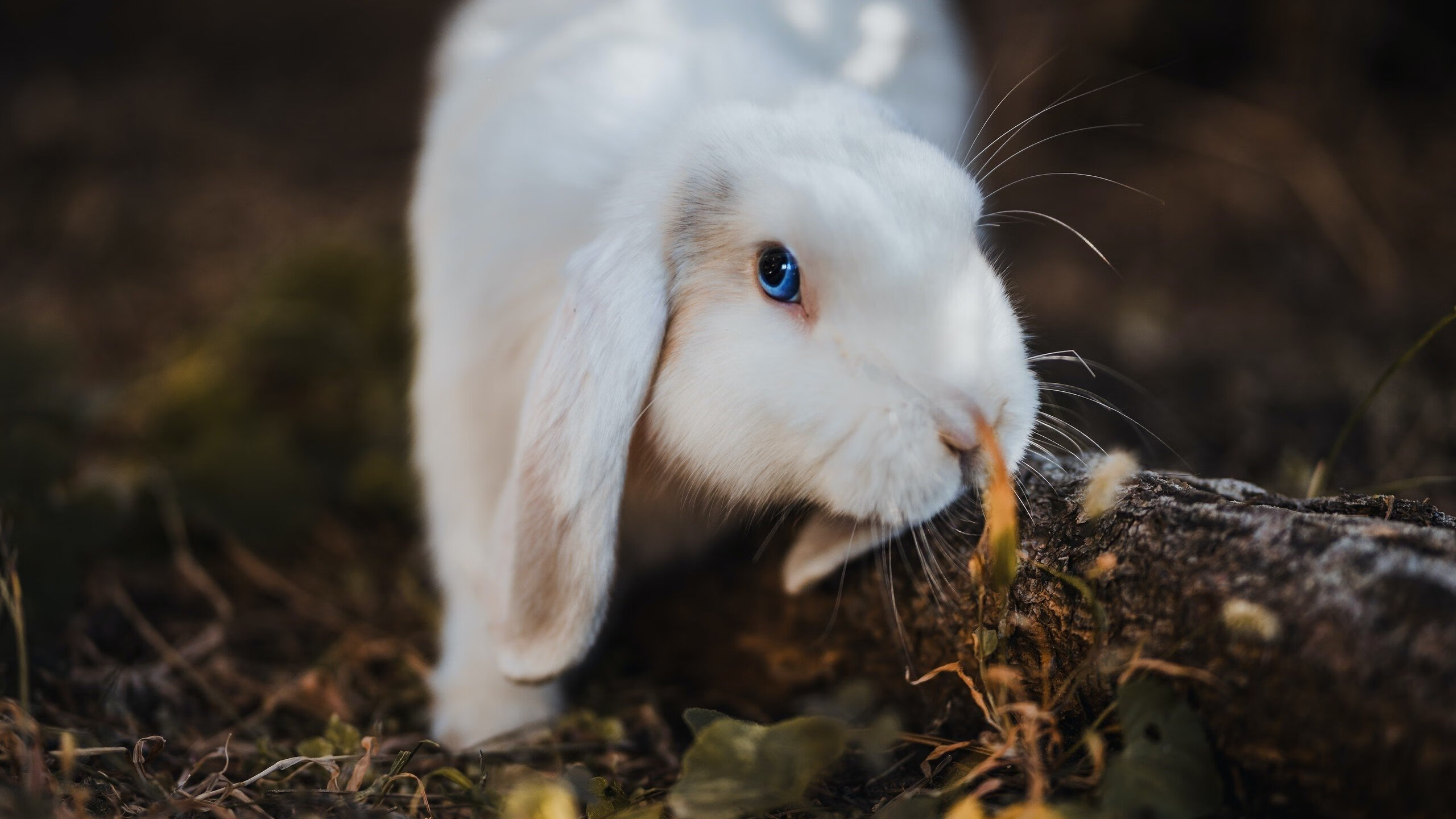 开云体育APP下载-国家队篮球技术动作规范，篮球专项技术动作名称