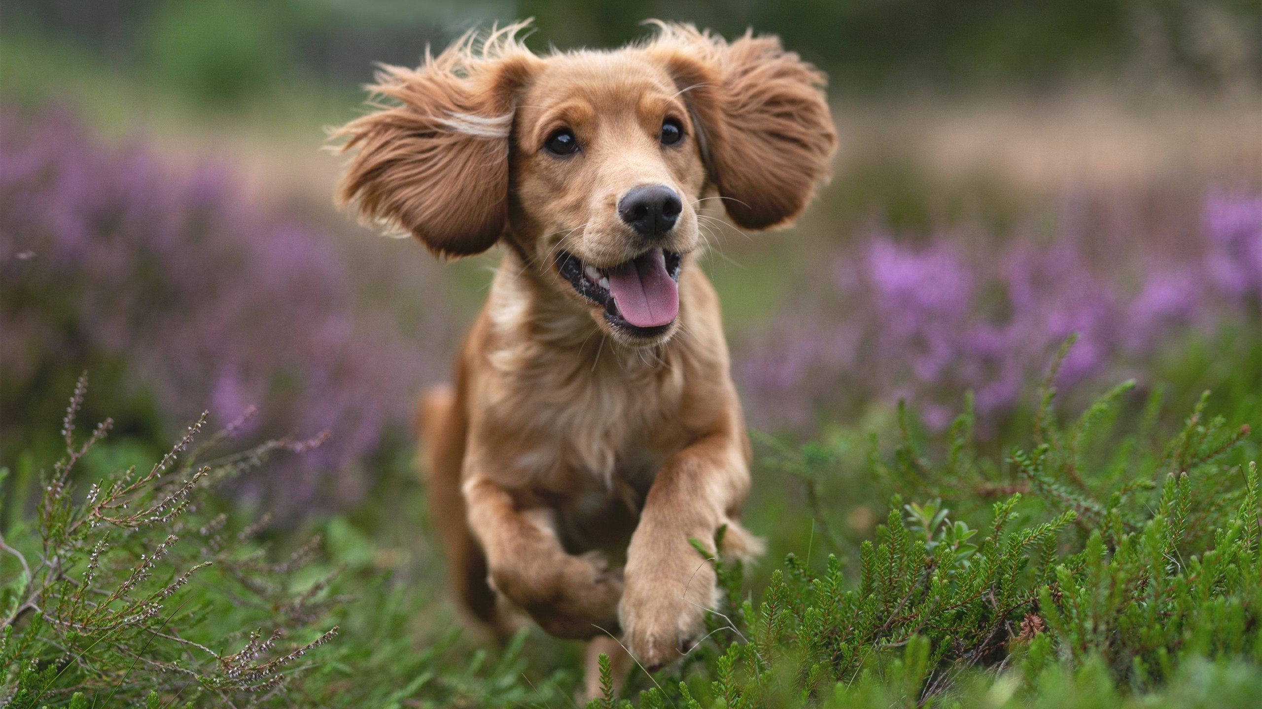 开云体育APP下载-弗拉门戈关键比赛连胜,弗拉门戈vs累体育预测