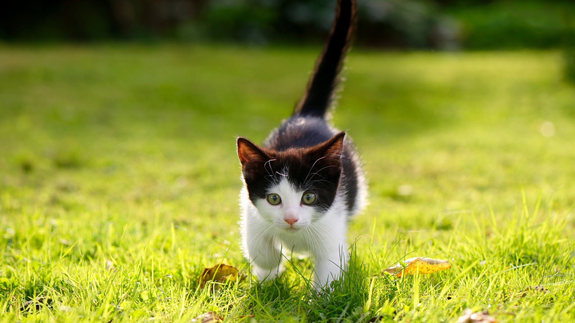 开云官方网页登录-日本队全员爆发，创造历史！，日本队第几个出场