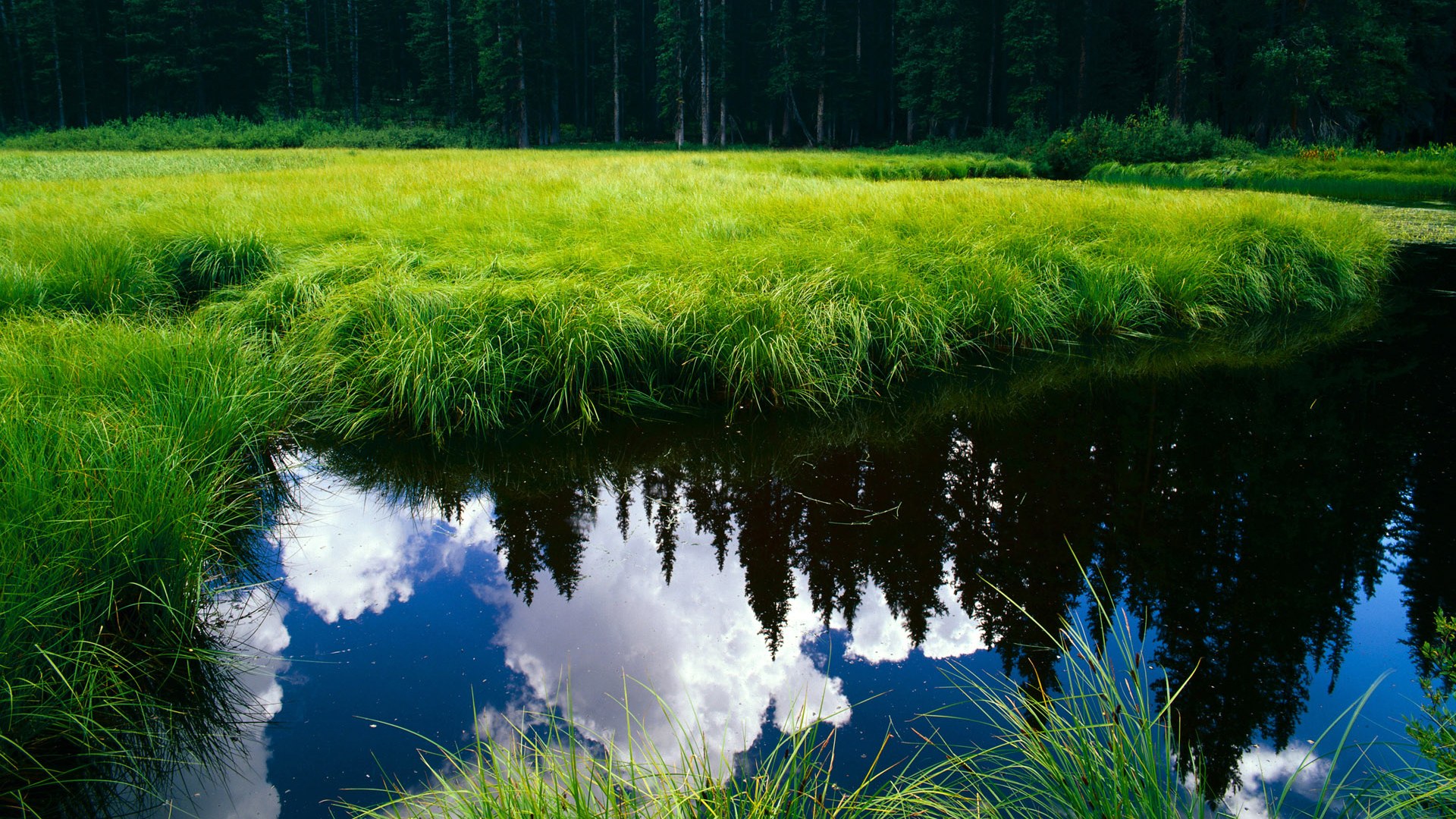 kaiyun.com-诺里奇城反击速度惊人,黄蜂军团冲超在望,诺里奇治安