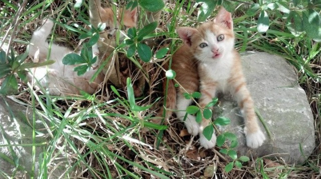 详细阅读:kaiyun.com-“阿仙奴攻势强劲,热刺能否挡住?” kaiyun.com-“阿仙奴攻势强劲,热刺能否挡住?”