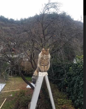 kaiyun中国官方网站-五大联赛夏窗转会对阵容结构的深远影响,2020夏窗转会汇总