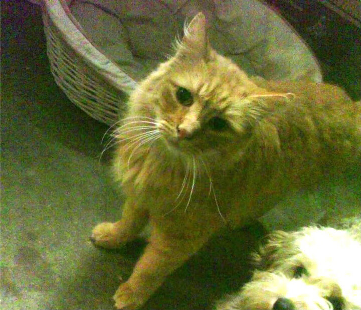 开云入口-体操器械设备智能化升级完毕,体操运动器械