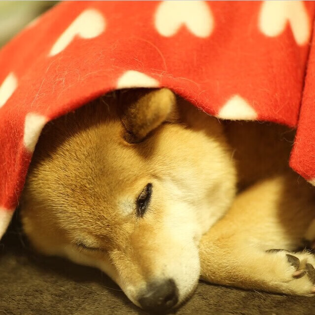 开云kaiyun-战术多样化成为中国篮球新课题，篮球战术理念